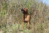 RODESIAN RIDGEBACK 015